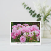 Rosa Cotillion Briefkaart (Staand voorkant)