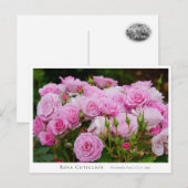 Rosa Cotillion Briefkaart (Voorkant / Achterkant)