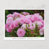 Rosa Cotillion Briefkaart (Voorkant)