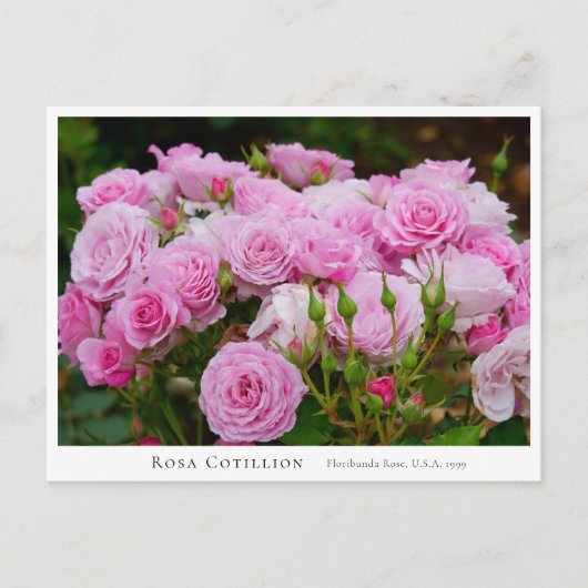 Rosa Cotillion Briefkaart (Voorkant)