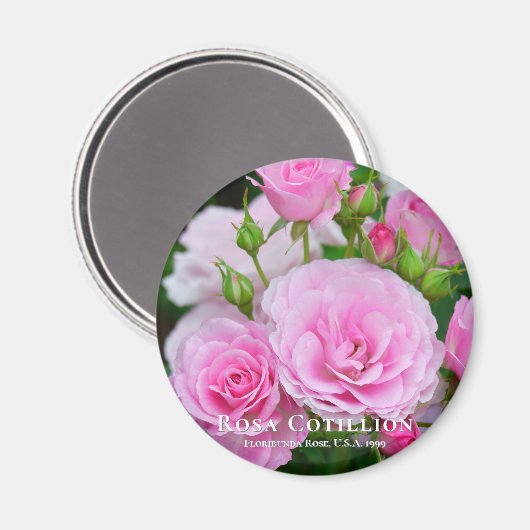 Rosa Cotillion Magneet (Voorkant / Achterkant)