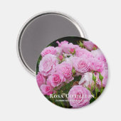 Rosa Cotillion Magneet (Voorkant / Achterkant)
