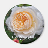 Rosa Crocus Roos Magneet (Voorkant)