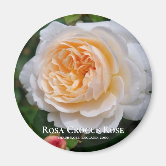 Rosa Crocus Roos Magneet (Voorkant)