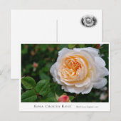 Rosa Crocus Rose Briefkaart (Voorkant / Achterkant)