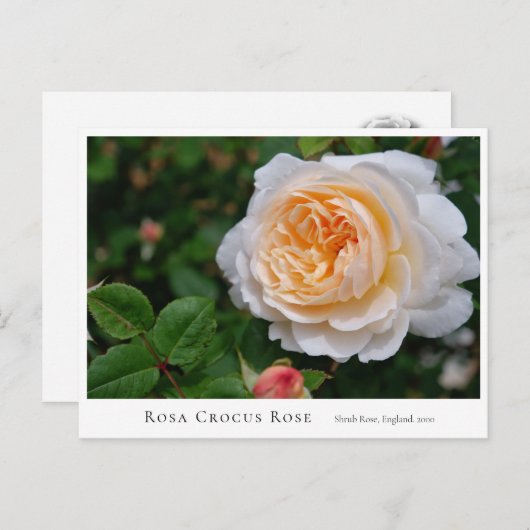 Rosa Crocus Rose Briefkaart (Voorkant / Achterkant)