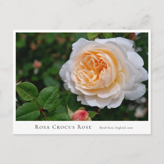 Rosa Crocus Rose Briefkaart (Voorkant)