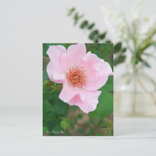 Rosa Dainty Bess [Briefkaart] Briefkaart (Staand voorkant)