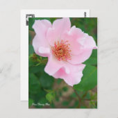 Rosa Dainty Bess [Briefkaart] Briefkaart (Voorkant / Achterkant)
