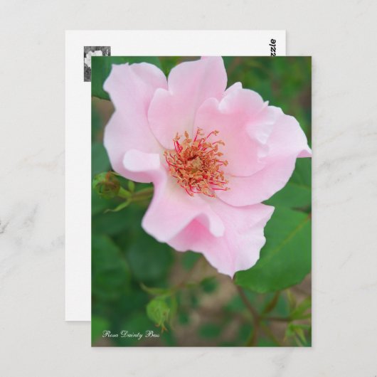 Rosa Dainty Bess [Briefkaart] Briefkaart (Voorkant / Achterkant)
