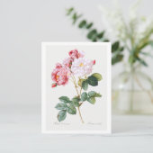 Rosa Damascena Briefkaart (Staand voorkant)