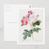 Rosa Damascena Briefkaart (Voorkant / Achterkant)