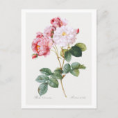 Rosa Damascena Briefkaart (Voorkant)