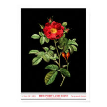 Rosa Damascena Coccinea Black Poster