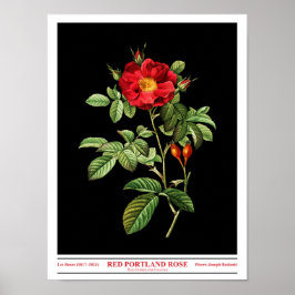 Rosa Damascena Coccinea Black Poster