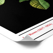 Rosa Damascena Coccinea Black Poster (Hoek)