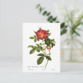 Rosa damascena coccinea briefkaart (Staand voorkant)