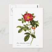 Rosa damascena coccinea briefkaart (Voorkant / Achterkant)