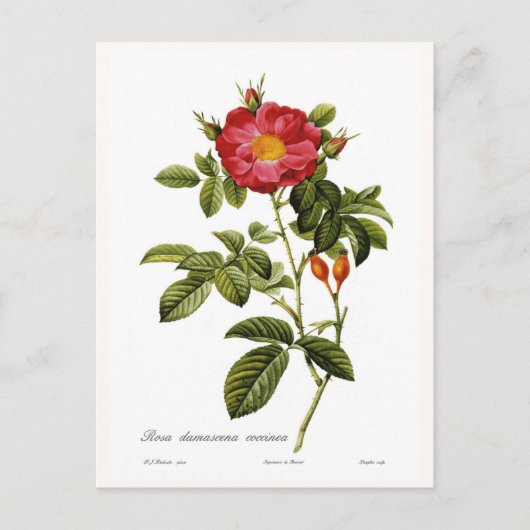 Rosa damascena coccinea briefkaart (Voorkant)