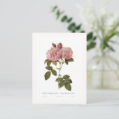 Rosa damascena italica briefkaart (Staand voorkant)