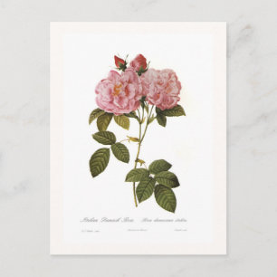Rosa damascena italica briefkaart