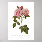 Rosa damascena italica poster (Voorkant)