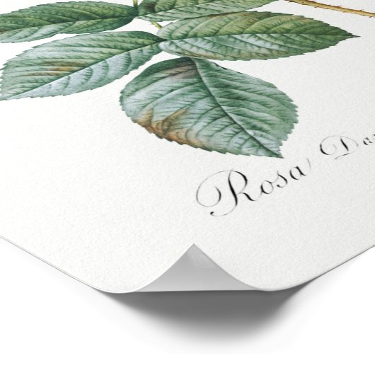 Rosa Damascena Poster (Hoek)