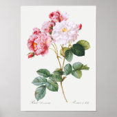 Rosa Damascena Poster (Voorkant)