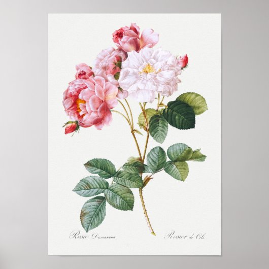 Rosa Damascena Poster (Voorkant)