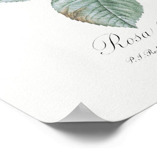 Rosa Damascena Rozen van Pierre-Joseph Redoute Poster (Hoek)