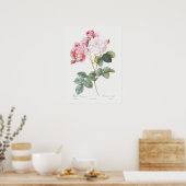 Rosa Damascena Rozen van Pierre-Joseph Redoute Poster (Keuken)