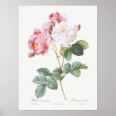 Rosa Damascena Rozen van Pierre-Joseph Redoute Poster (Voorkant)