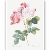 Rosa Damascena Sticker (Voorkant)