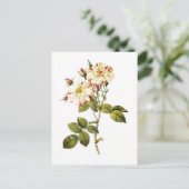 Rosa damascena variegata briefkaart (Staand voorkant)