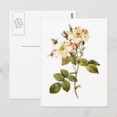 Rosa damascena variegata briefkaart (Voorkant / Achterkant)