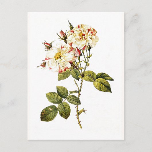Rosa damascena variegata briefkaart (Voorkant)