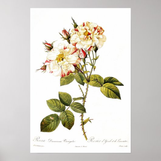 Rosa damascena variegata poster (Voorkant)