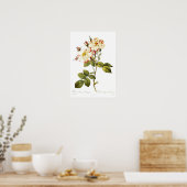 Rosa damascena variegata poster (Keuken)