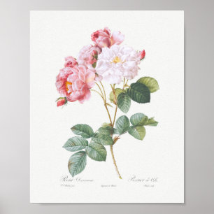 Rosa Damascena Vintage Floral Pink Roses Poster