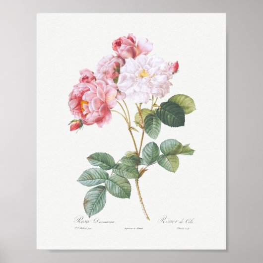 Rosa Damascena Vintage Floral Pink Roses Poster (Voorkant)