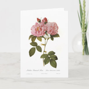 Rosa damascenaitalica kaart