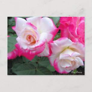 Rosa Destiny ［ Briefkaart ］