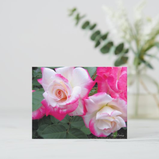 Rosa Destiny ［ Briefkaart ］ (Staand voorkant)