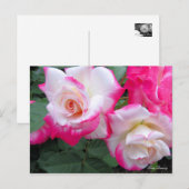 Rosa Destiny ［ Briefkaart ］ (Voorkant / Achterkant)