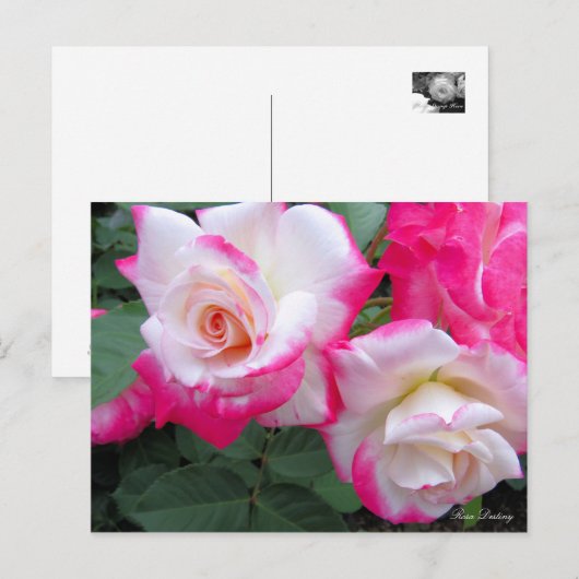 Rosa Destiny ［ Briefkaart ］ (Voorkant / Achterkant)
