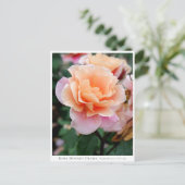 Rosa Distant Drums Briefkaart (Staand voorkant)