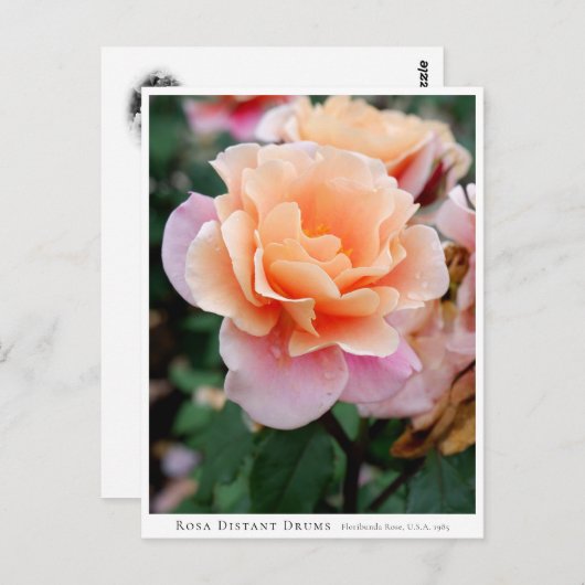 Rosa Distant Drums Briefkaart (Voorkant / Achterkant)