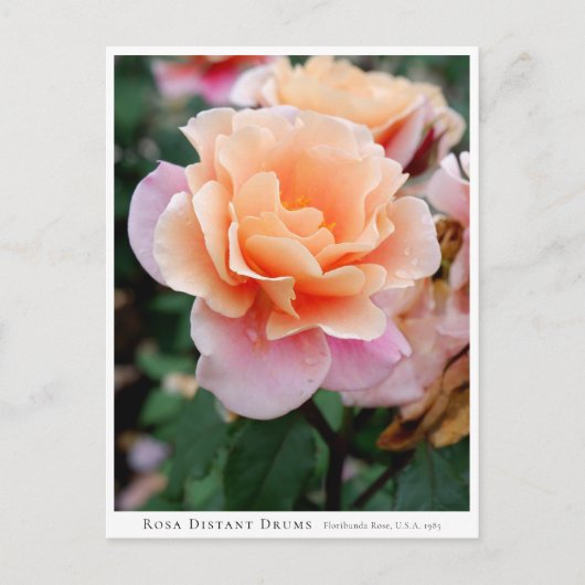 Rosa Distant Drums Briefkaart (Voorkant)