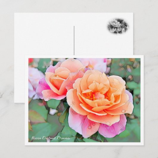 Rosa Distant Drums Briefkaart (Voorkant / Achterkant)