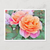 Rosa Distant Drums Briefkaart (Voorkant)